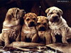 miniatura_4 copia